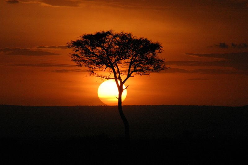 Sonnenuntergang in savannenähnlicher Landschaft mit rötlich gefärbtem Himmel und einem Baum im Vordergrund