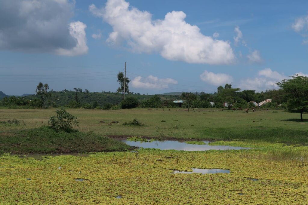 Grüne Wiesen mit Tümpel und Gebüschen unter blauem Himmel mit Wolken